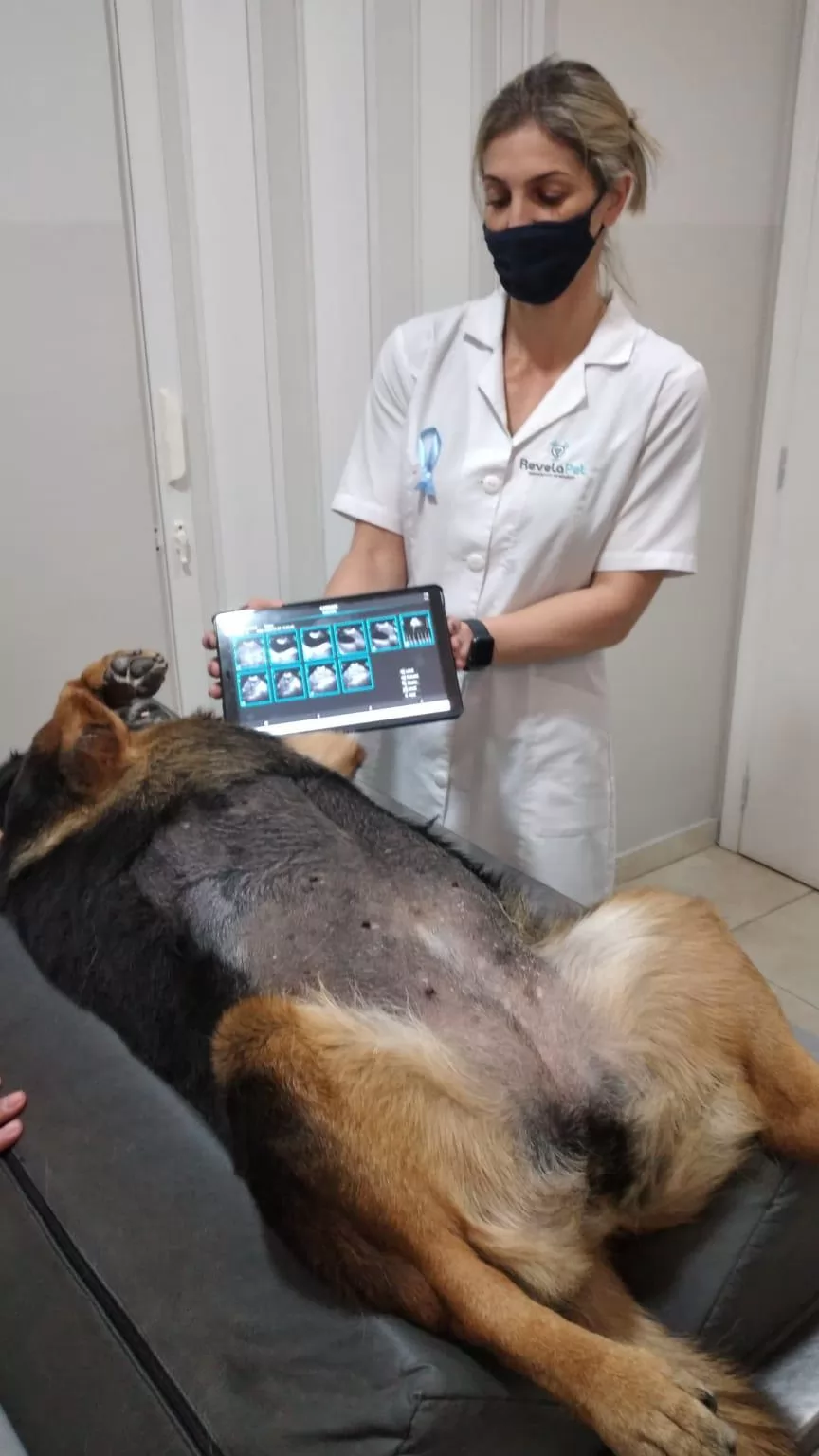 Veterinary Ultrasound Machine